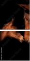 38086864