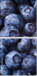 38114663