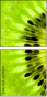 39788047