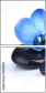39900290