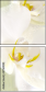 41769892