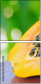 42077640