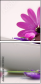 42488132
