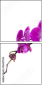 42647763