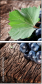 43617852