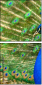 43782837
