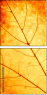 43838542