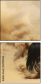 43906966