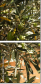 44321836