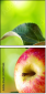44945564