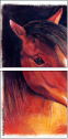 46243808