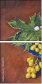 46381145