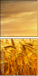46459823