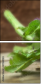 47068124