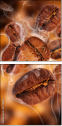 47749181