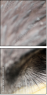 49245808