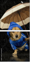 49306047