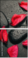 49357610