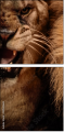 49550663