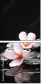 49631888