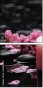 49632183