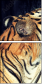 49749076
