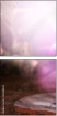 50330504