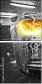 50351832