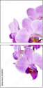 50610337
