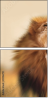 51106719