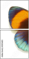 51555620