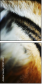 51974402