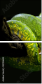52158652