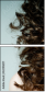 52290207