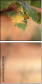 52573606