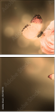 52744741