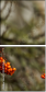 53427056