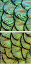 53512479