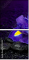 53724504