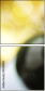 54440683