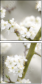54886078