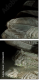 55066305