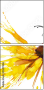 55217486