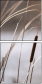 55661015