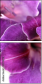 55741072