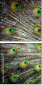 55839349