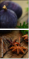 55956609