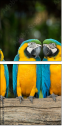 56795972