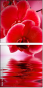 56946263