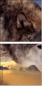 57250614